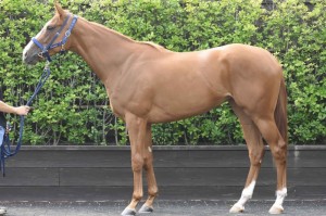 馬体のコンディション