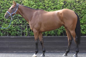 馬体のコンディション