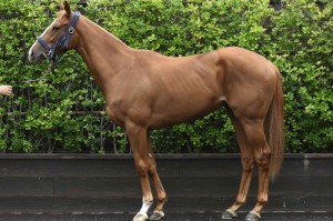 馬体のコンディション