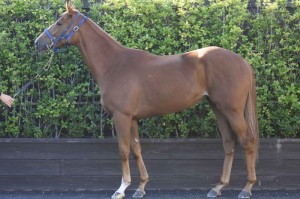 馬体のコンディション