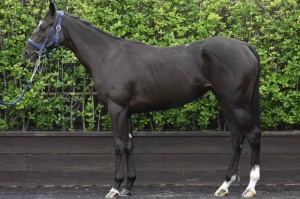 馬体のコンディション