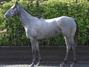 馬体のコンディション