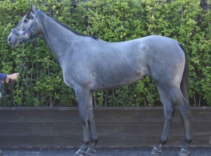 馬体のコンディション