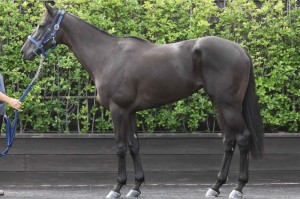 馬体のコンディション