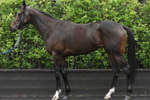 馬体のコンディション