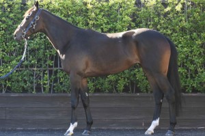 馬体のコンディション