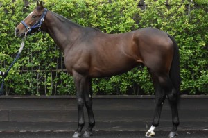 馬体のコンディション