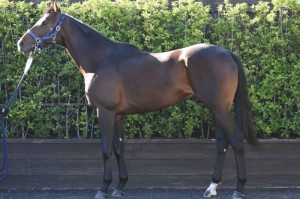 馬体のコンディション