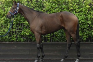 馬体のコンディション