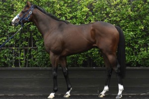 馬体のコンディション