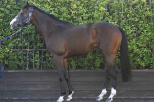 馬体のコンディション