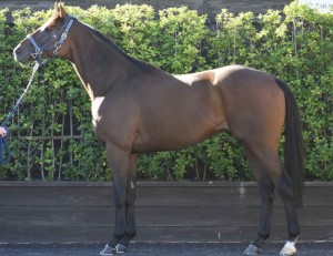 馬体のコンディション