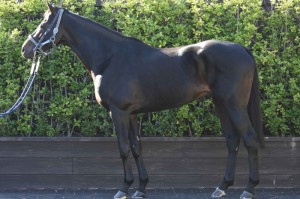 馬体のコンディション