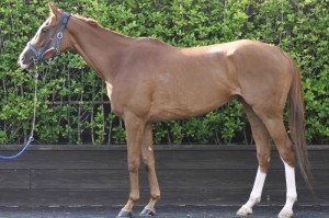 馬体のコンディション