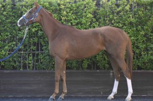 馬体のコンディション