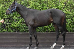 馬体のコンディション