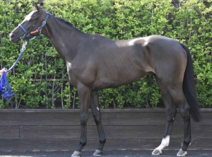 馬体のコンディション