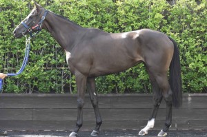 馬体のコンディション