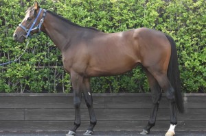 馬体のコンディション