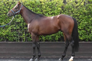 馬体のコンディション