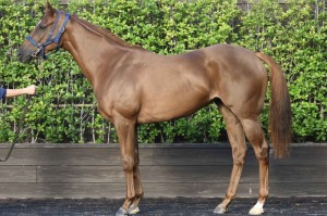 馬体のコンディション