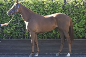 馬体のコンディション