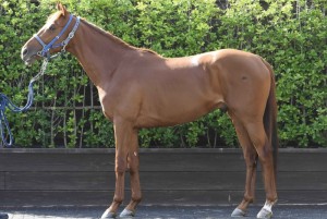 馬体のコンディション