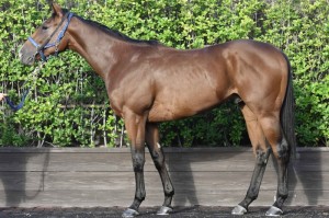 馬体のコンディション