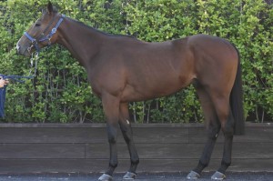 馬体のコンディション