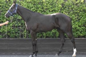 馬体のコンディション