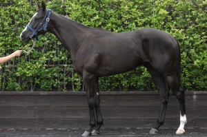 馬体のコンディション