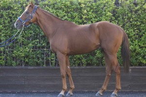 馬体のコンディション