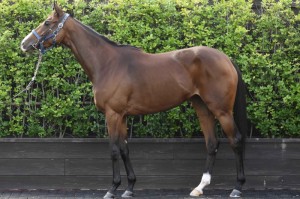 馬体のコンディション