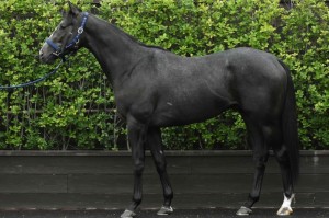 馬体のコンディション