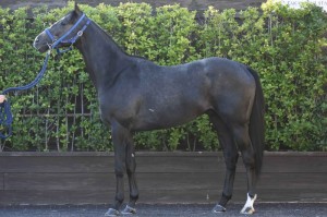 馬体のコンディション