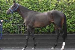 馬体のコンディション