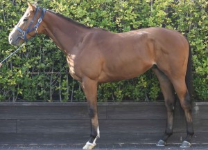 馬体のコンディション