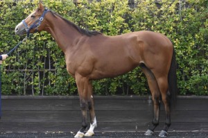 馬体のコンディション