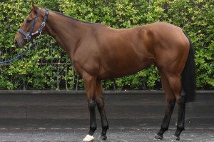 馬体のコンディション