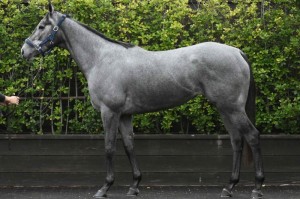 馬体のコンディション