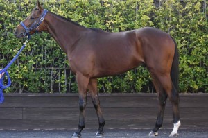 馬体のコンディション