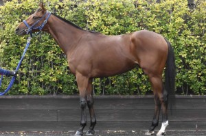 馬体のコンディション