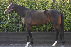 馬体のコンディション