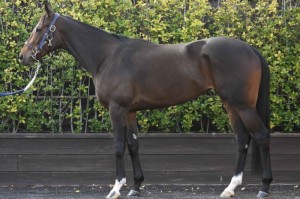 馬体のコンディション