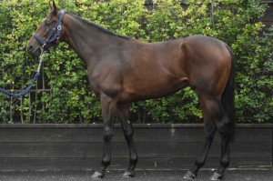 馬体のコンディション