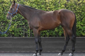 馬体のコンディション