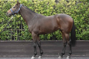 馬体のコンディション