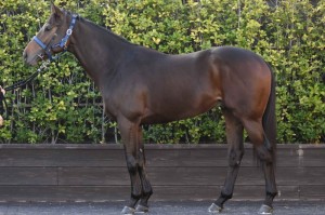 馬体のコンディション