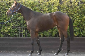 馬体のコンディション