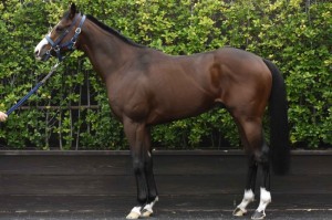 馬体のコンディション